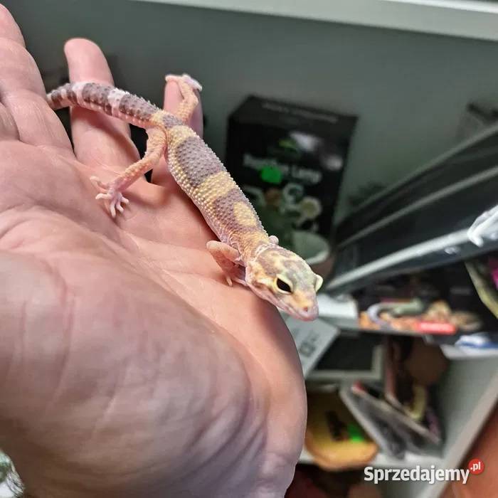 Gekon Lamparci Eublepharis macularius