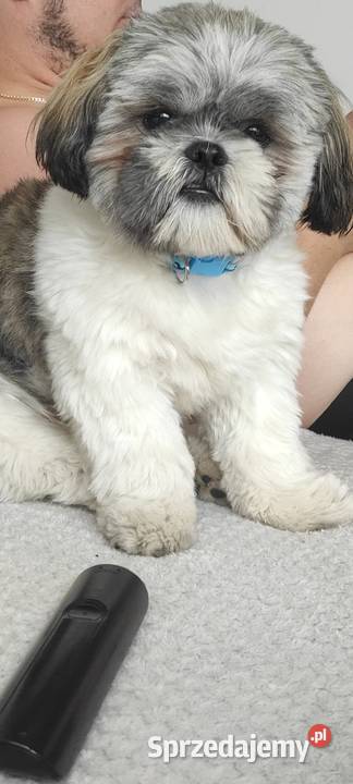 Reproduktor Shih tzu Ostrołęka