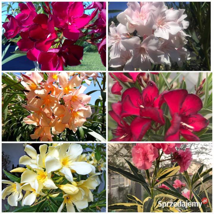 Oleander kremowy Skawina