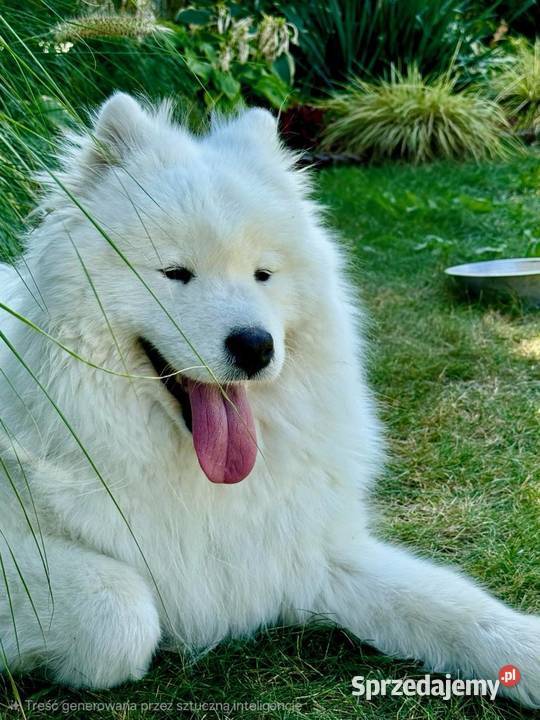 Samoyedsamojed Psy Miechów