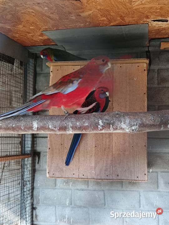 Rozelle Królewskie Pniewy