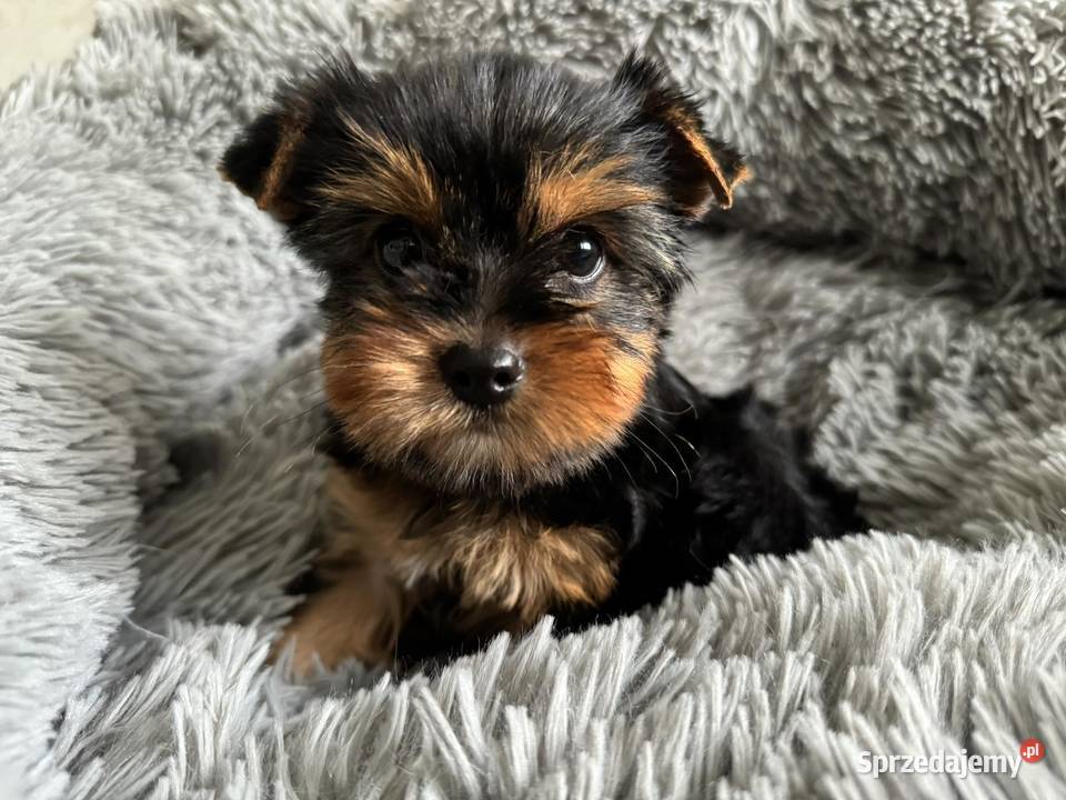 Dziewczynka Yorkshire Terrier Wyprawka Chip