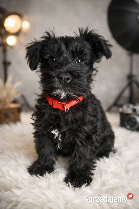 Cudna sunia sznaucerek miniaturowy CZARNA Wołomin sprzedam