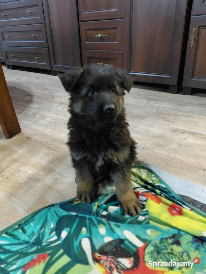 Szczenięta Owczarek Niemiecki Długowłosy Grzęby