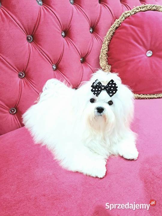 maltańczyki koreańskie szczenięta z rodowodem kujawsko-pomorskie Bydgoszcz