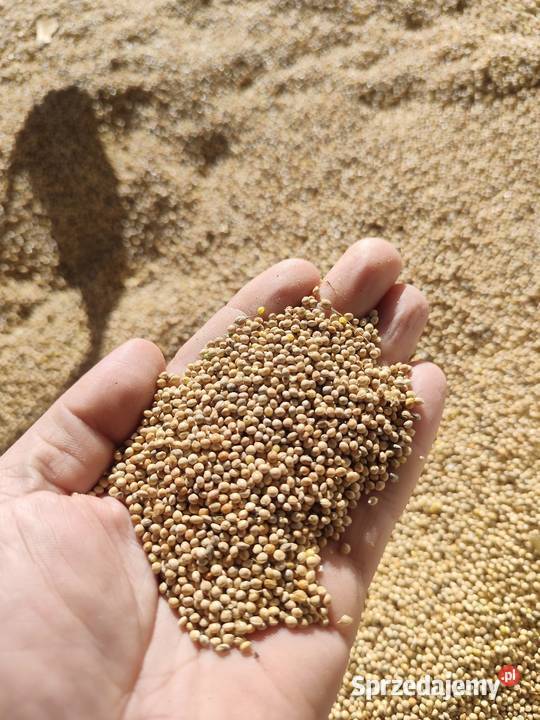 Proso białe sprzedam