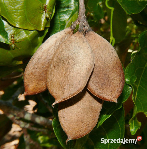 MILLETTIA PINNATA Millettia pinnata NASIONA 100g Nasiona kujawsko-pomorskie