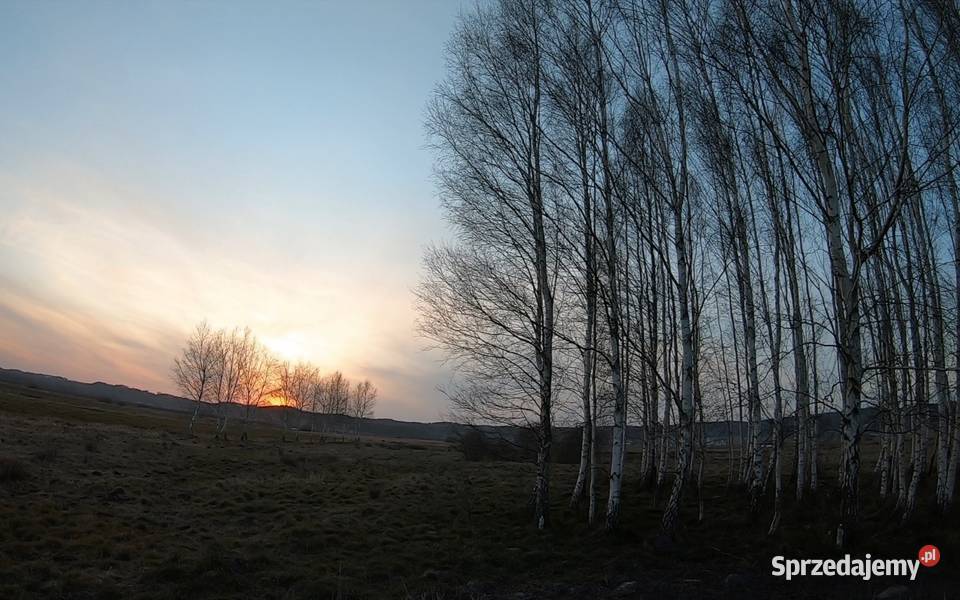 Sok z brzozy pobierany na bieżąco Lębork