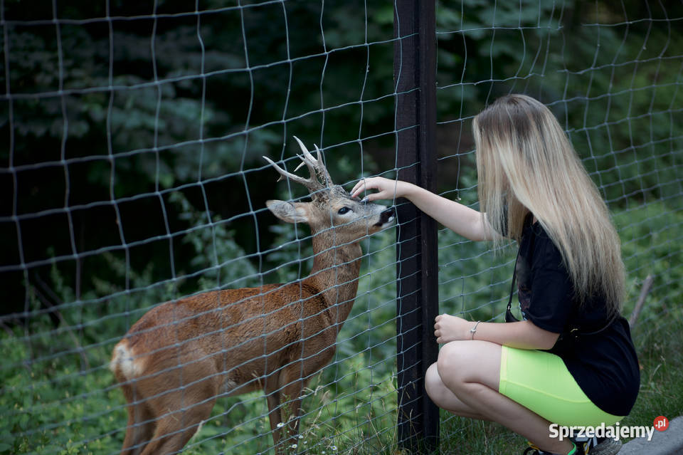 Siatka ogrodzeniowa leśna 1501815L SARNY KROWY Ostrołęka