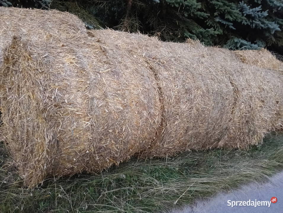 Słoma w belach 20 2025r Trawy, słoma Michów