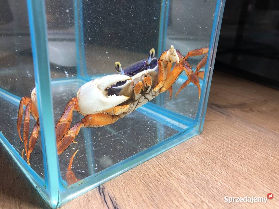 Tęczowy Krab Justynów