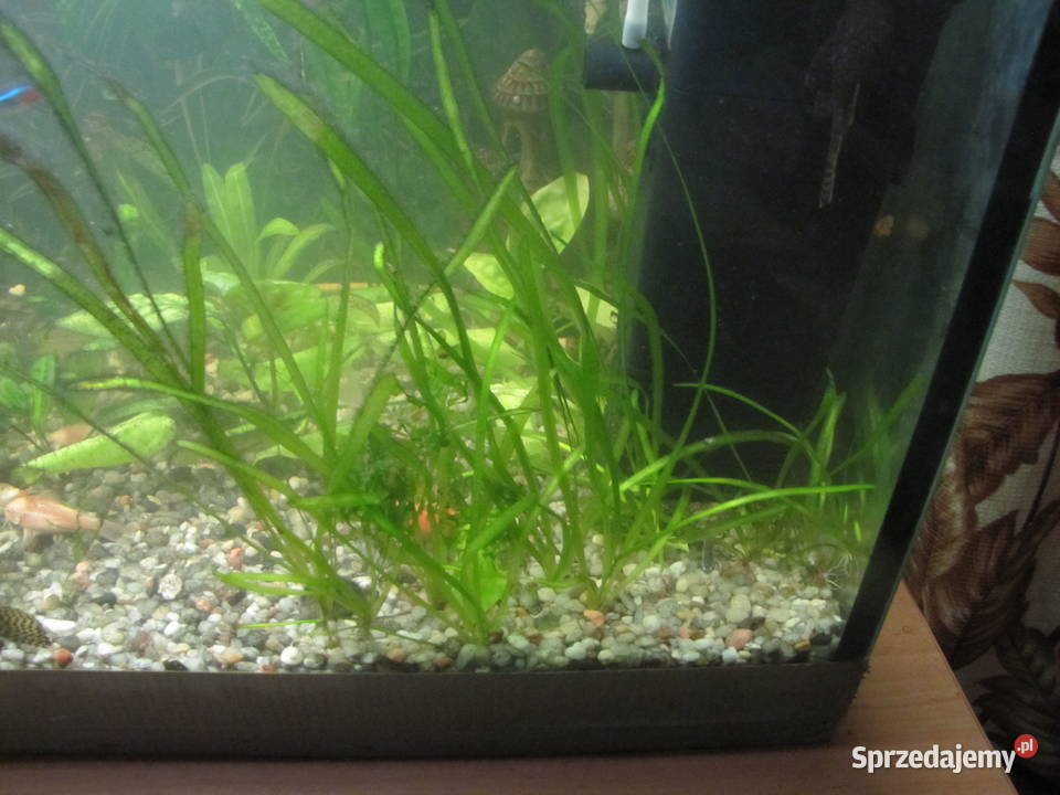 Trawka nurzaniec Toruń