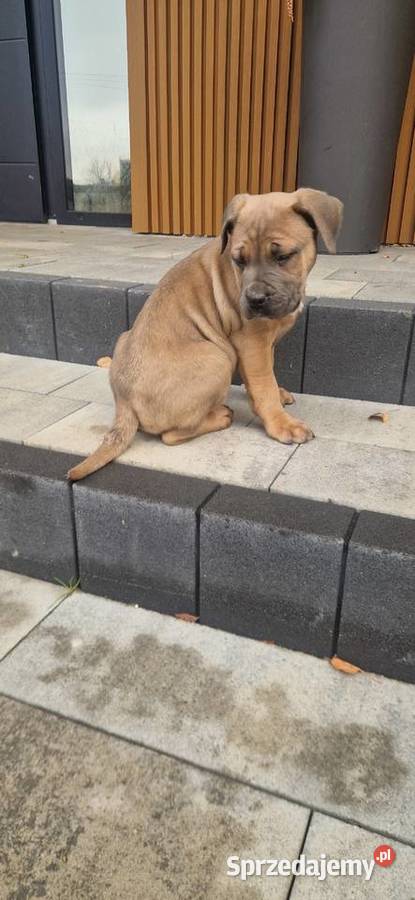 Cane Corso szczenieta rodowodowe błekitne i lubelskie Bychawa