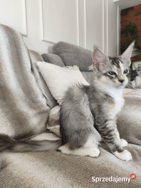 Adele kotka Maine coon Lipa