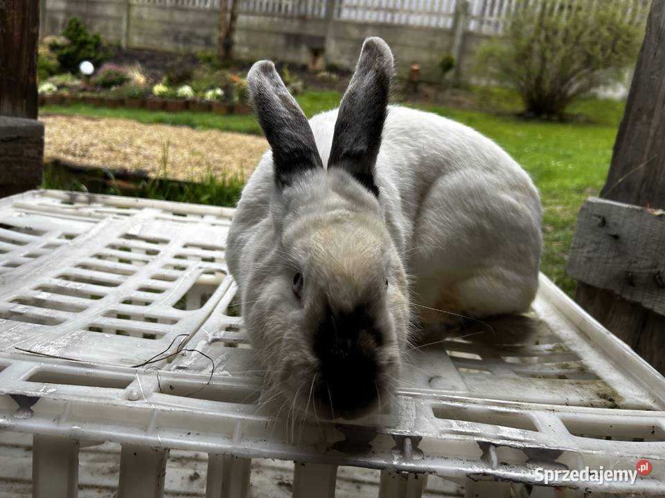 Samica królik kalifornijski małopolskie Maków Podhalański