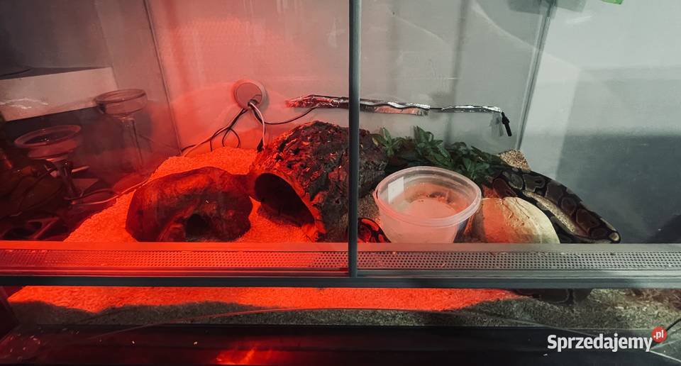 Pyton królewski samiec z terrarium 80x50x40 Ostrołęka