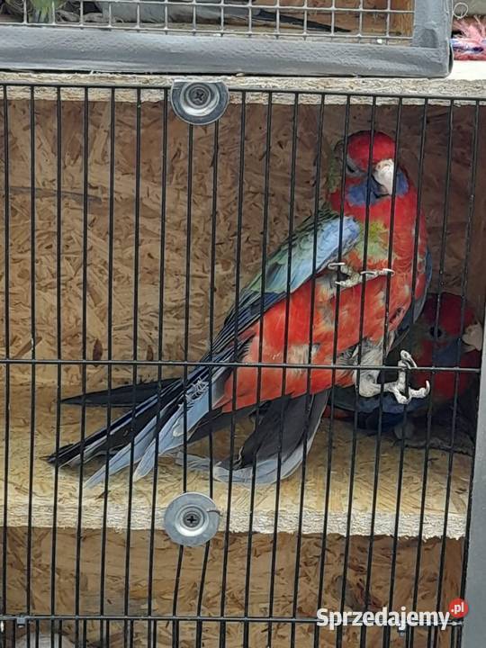 Rozella królewska opolskie Kędzierzyn-Koźle sprzedam