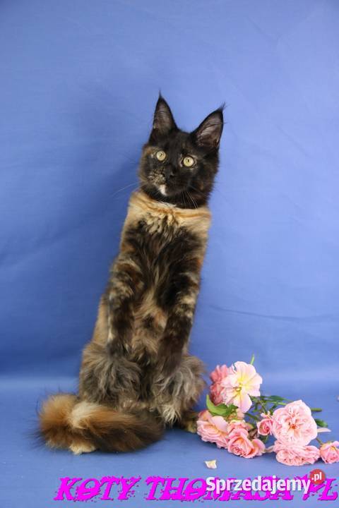 Przepiękna Szylkretka Maine Coon Och Valentyna Poznań