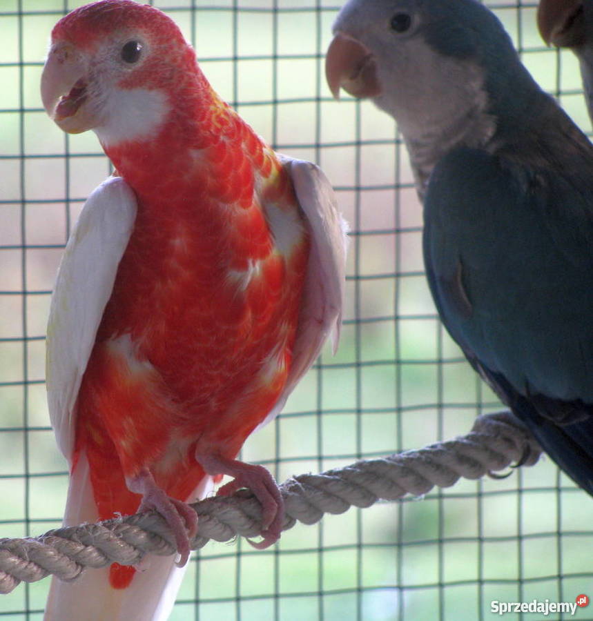Papuga papugi rozella białolica rubino Wieluń