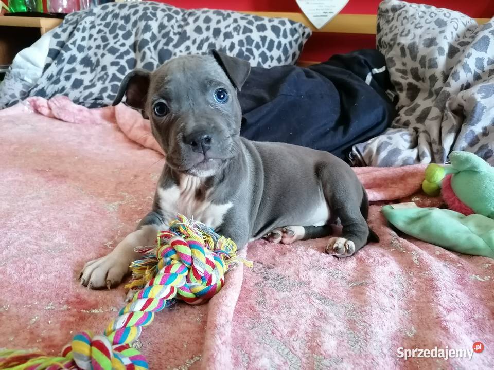 American staffordshire terrier amstaff wybitne Lubiatowo
