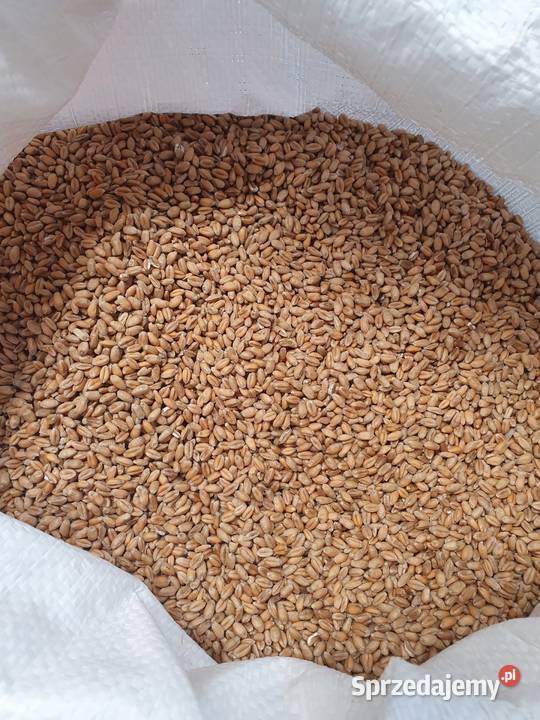 Sprzedam pszenicę Zboża Rolnictwo Lutcza