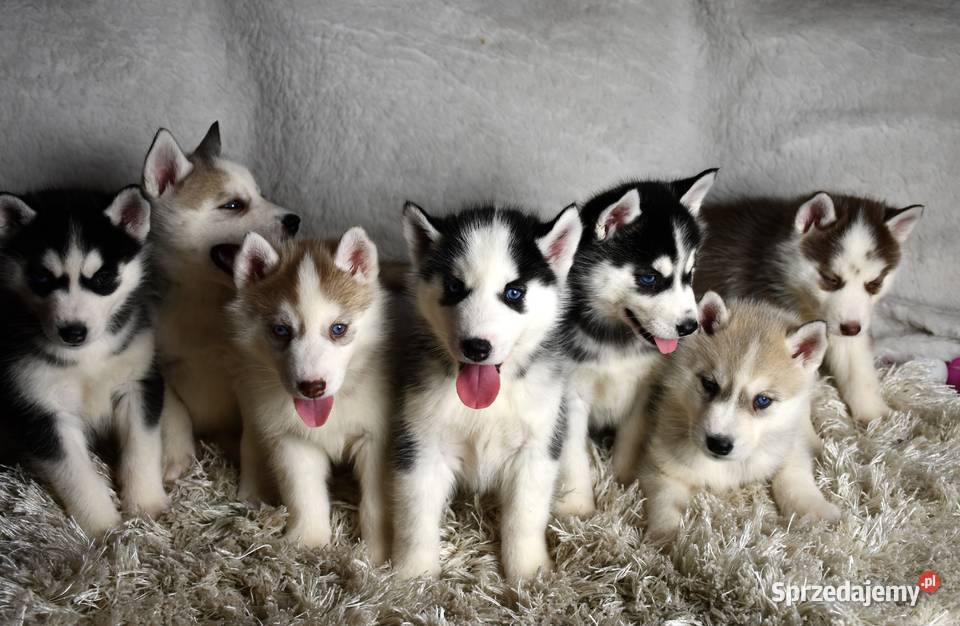 Siberian Husky Suczka Piesek niebieskooki Kalisz