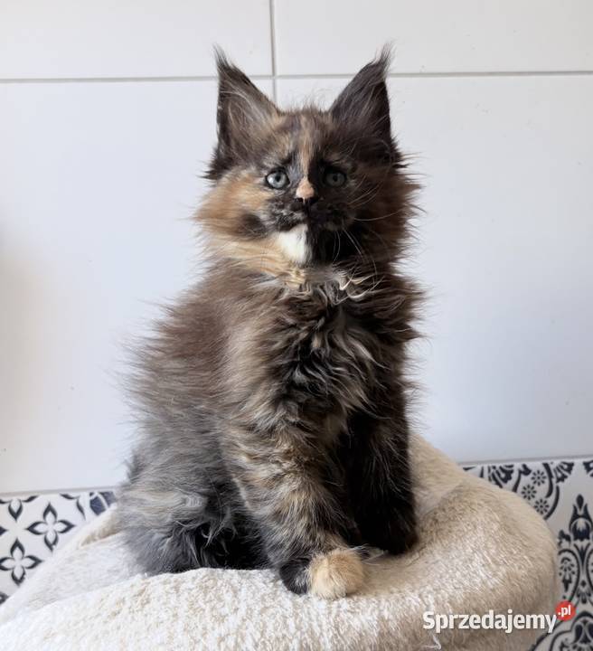 Maine Coon kotki Wińsko