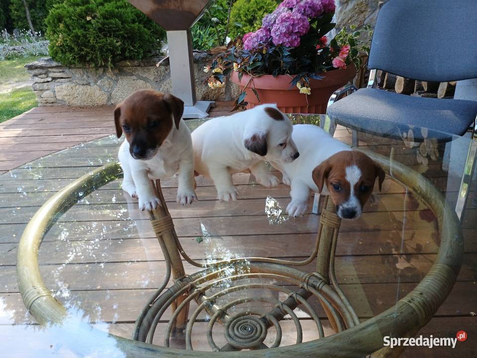 Jack Russell terrier