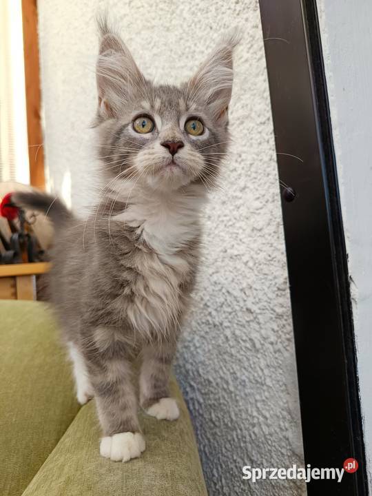 Oriel Wonder Maine Coon niebieska kotka z bielą Czempiń