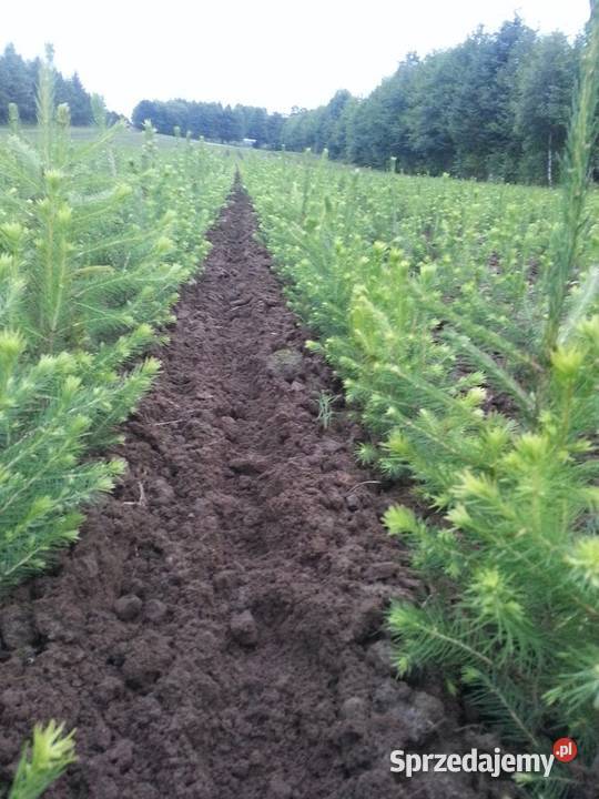 Sadzonki Świerk pospolity 21 25 55 50 sztuk Sławno