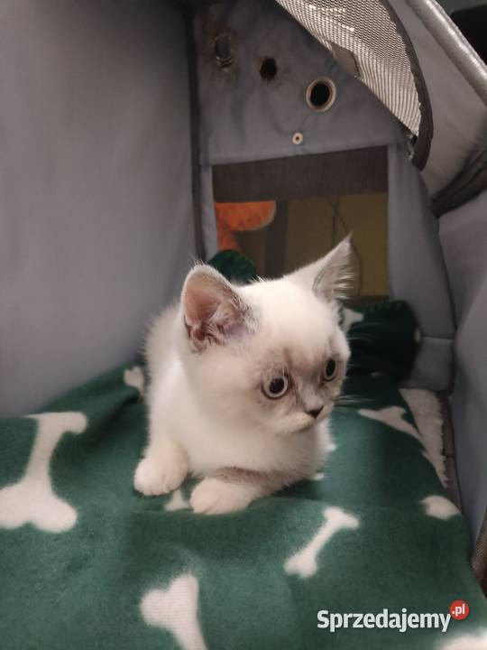 Kotka brytyjska point z rodowodem mazowieckie Truskaw sprzedam