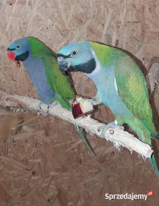 Likwidacja hodowli średniej papugi Łańcut