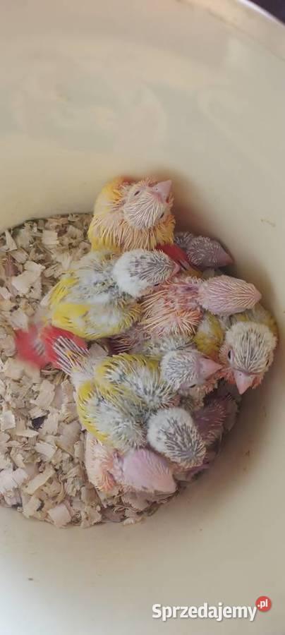 Papugi rudosterki ręcznie karmione Tychy