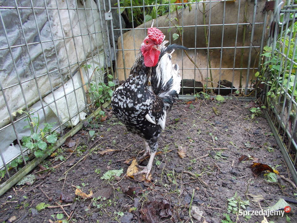 Liliputki para kogut kura kury