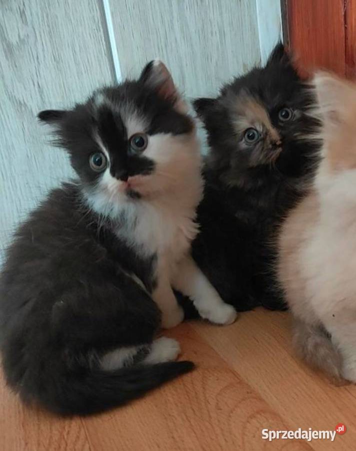 Maine Coon Polesie Mikułowskie
