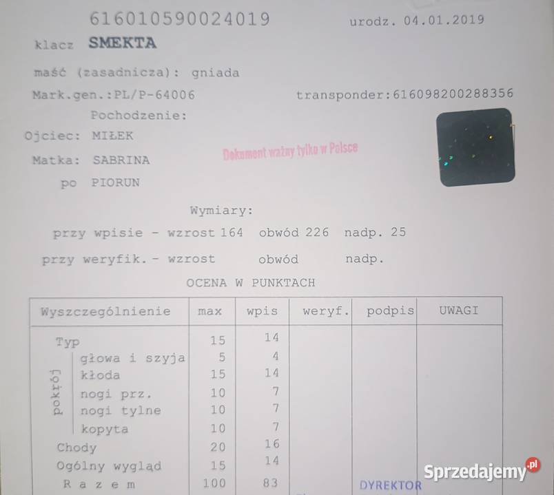 Klacz Zimnokrwista w typie Sztumskim Aleksandrów