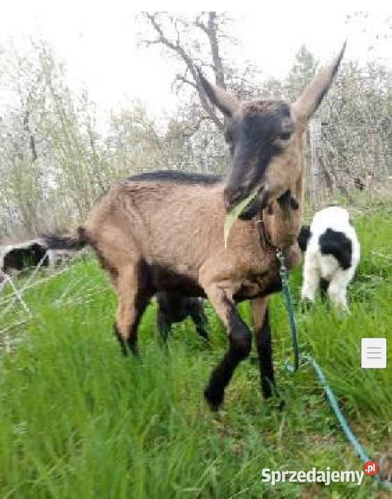 Koza z kózką i koziolkiem podkarpackie Podgrodzie sprzedam