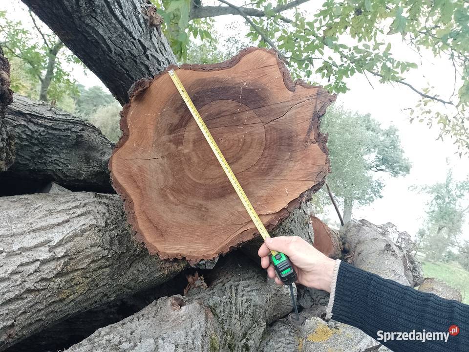 Sprzedam kłody orzecha likwidacji sadu Pozostałe Uchanie sprzedam