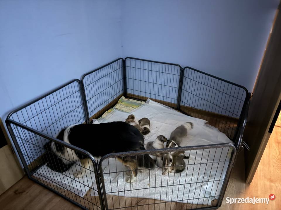Owczarek szkocki długowłosy Colie Ostrołęka