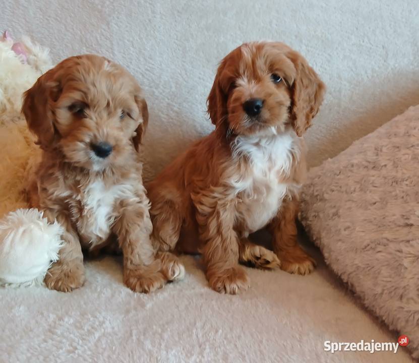 Cockapoo F1 suczki Pudel Cocker Spaniel Toruń