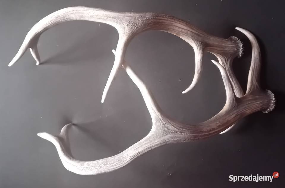 Poroże jelenia zrzuty Koźminek