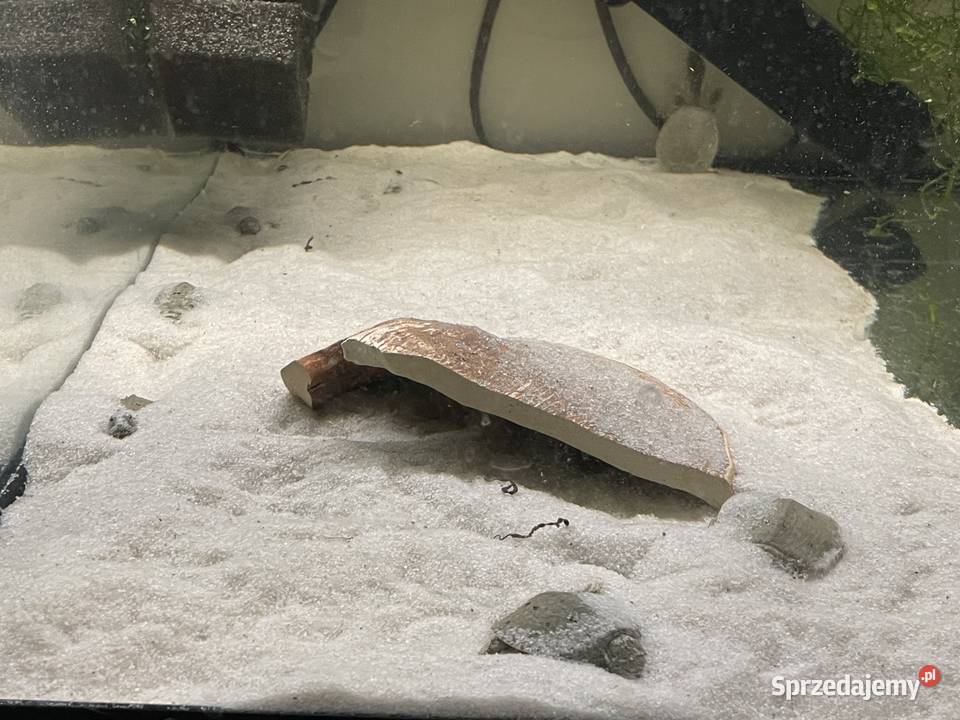 żólwiak chiński śląskie Gliwice