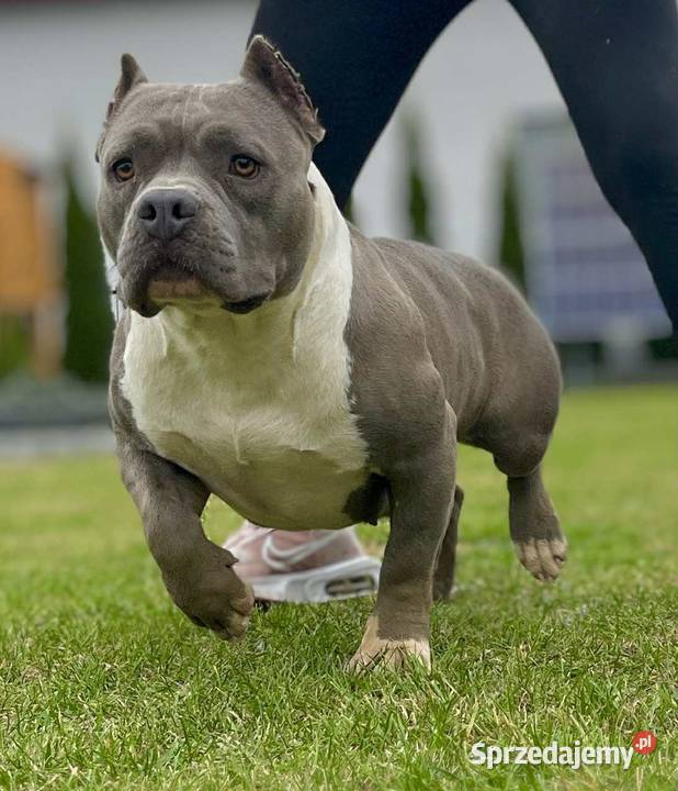 American Bully piesek ABKC Koło