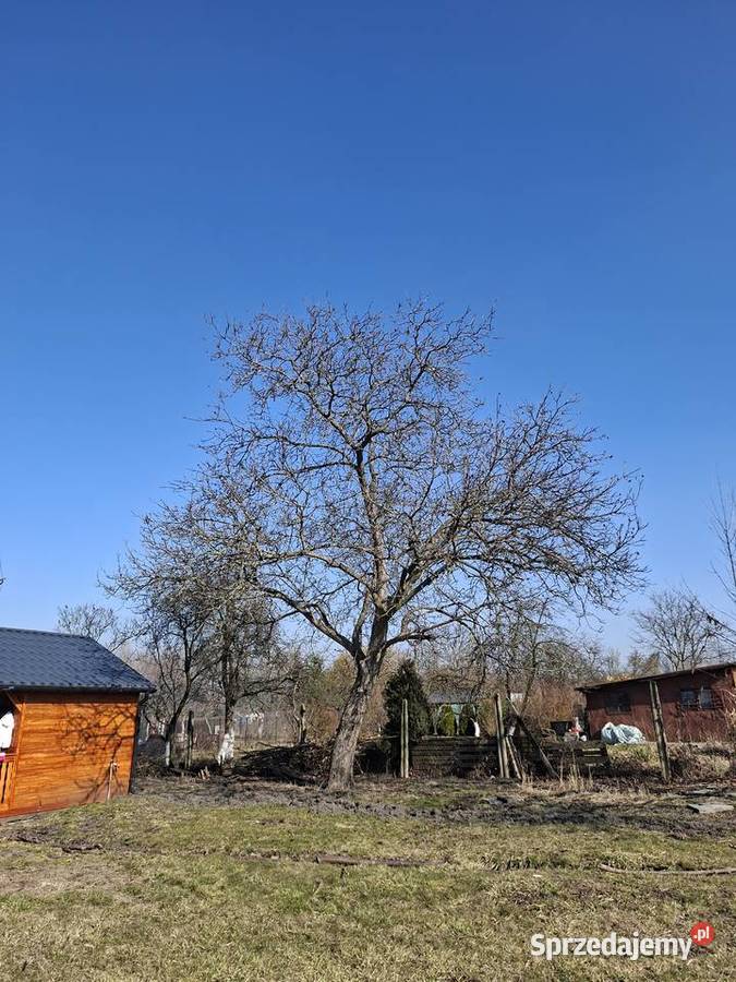Sprzedam dwa drzewa orzech włoski do ścięcia
