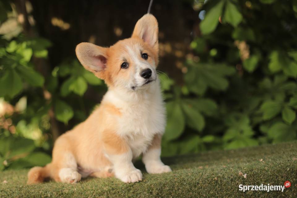 Welsh corgi pembroke Gostynin