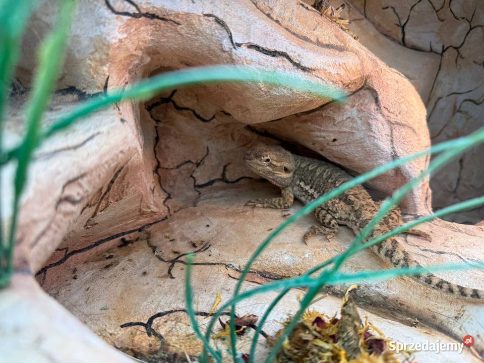 Agama karłowata z terrarium Ciele sprzedam