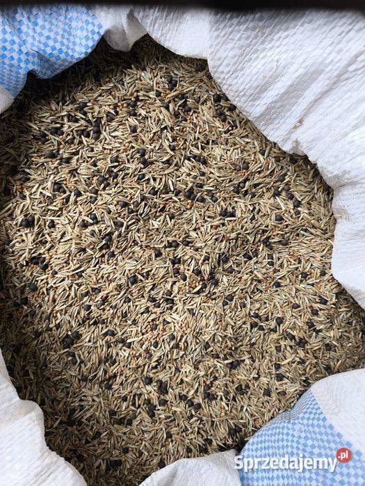 Mieszanka gorzowska wysyłam Puławy sprzedam