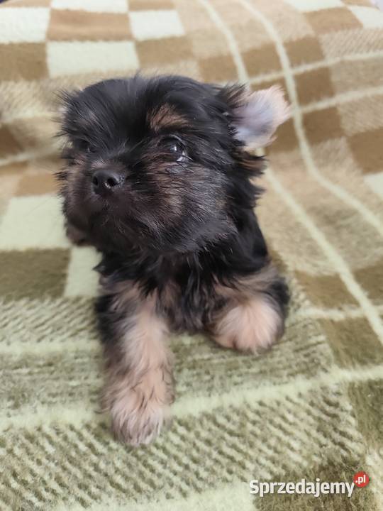 York terrier Chełm