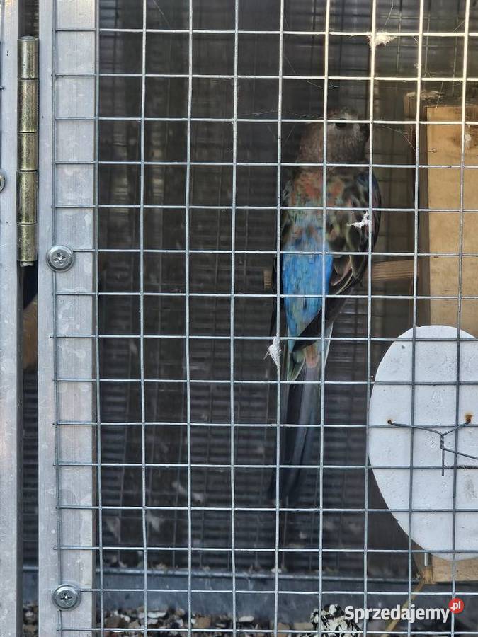 Wolieraklatka 3 pary papug Godów