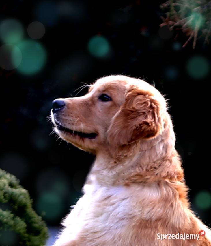 GOLDEN RETRIEVERtyp amerykański ZKwPFCI mniejsze Wrocław